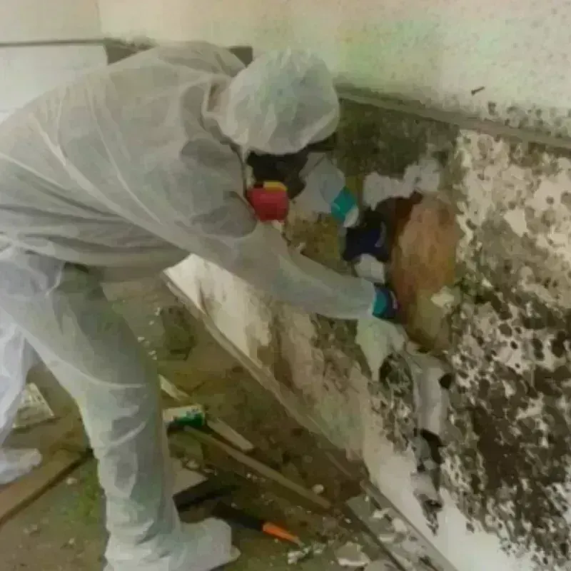 Mold Remediation and Removal in Dunstable, MA